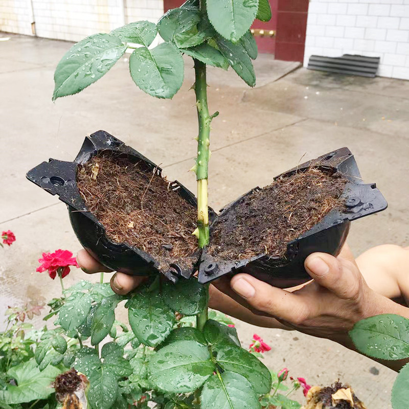 Seed Starter Tray - Plant Rooting Ball Propagation Rooting Box