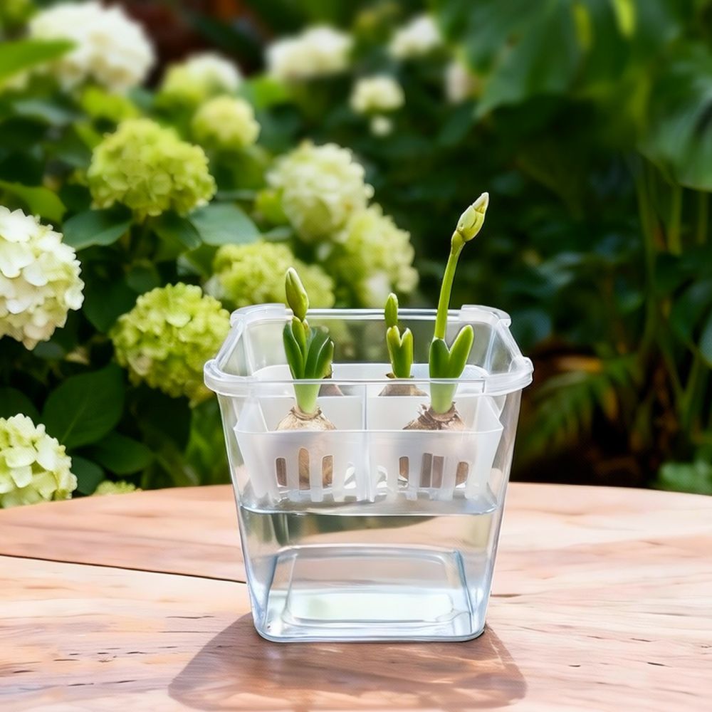 Hydroponic Vase For Tulip Lily - đánh giá và giá Plant Pot