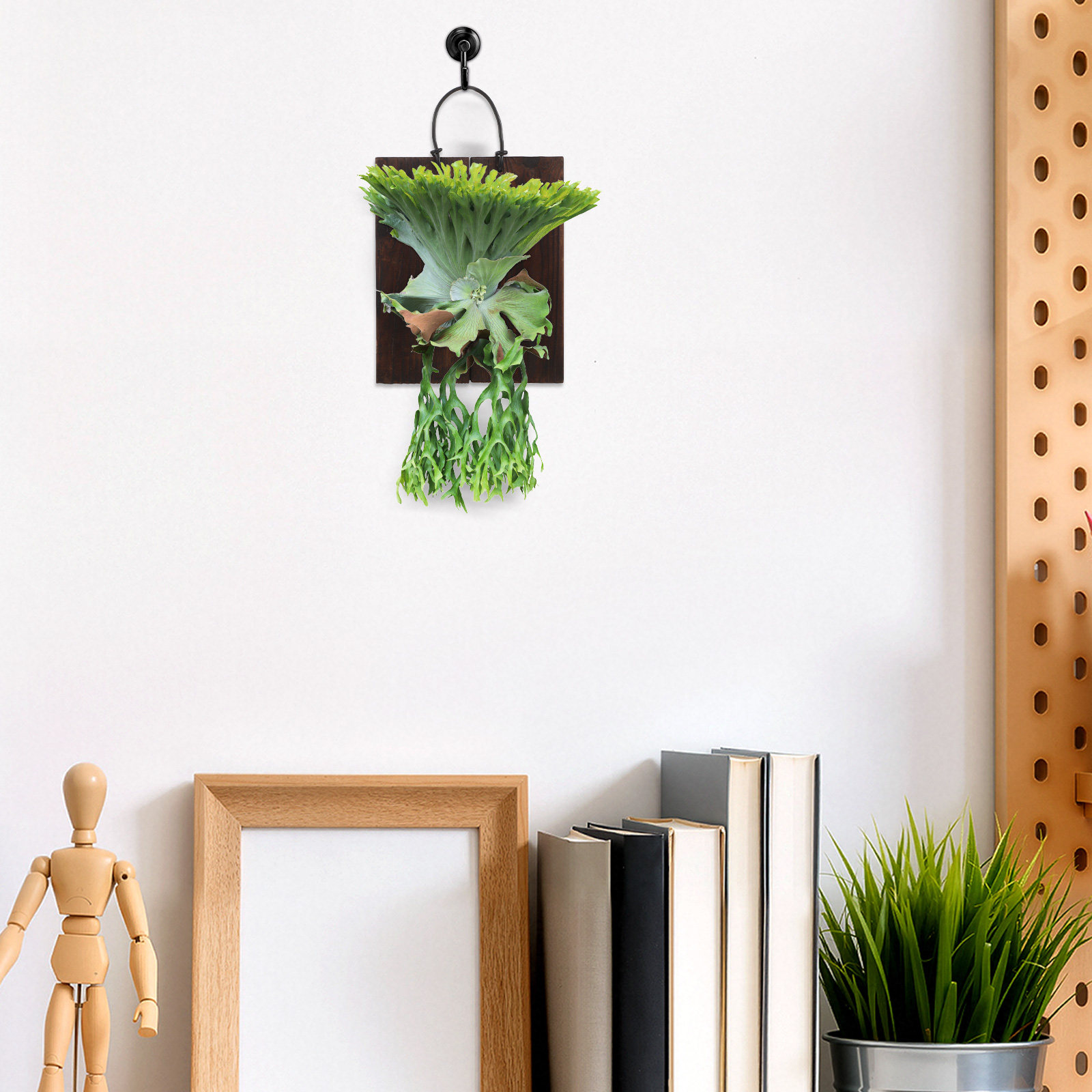 Staghorn Fern Mounting Board C - đánh giá và giá Vertical Planter